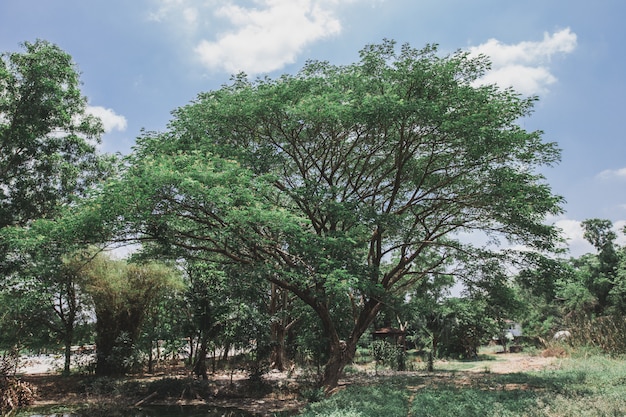 Árbol grande chamchuri