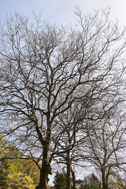 Árbol grande sin hojas