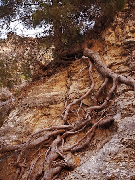 Árbol con grandes raíces en la montaña.