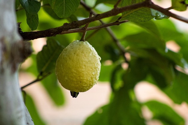 Árbol de guayaba