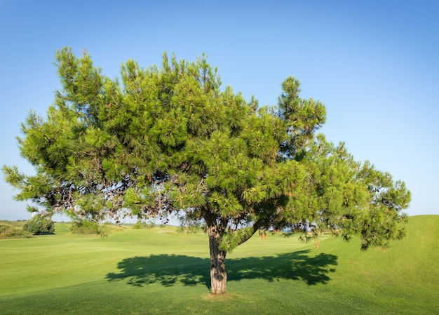 Árbol en el hermoso campo de hierba