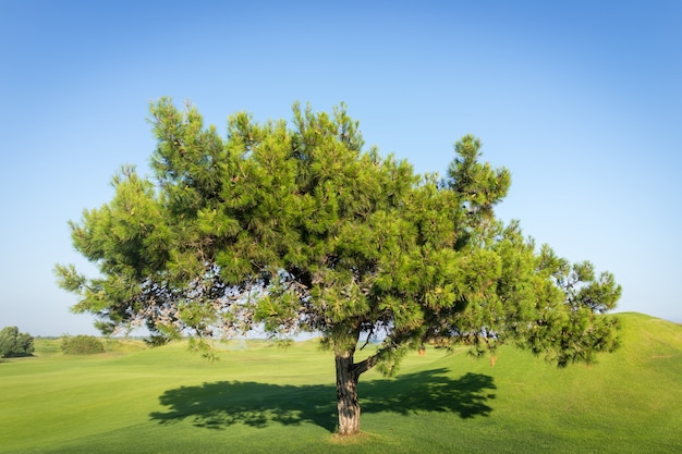 Árbol en el hermoso campo de hierba