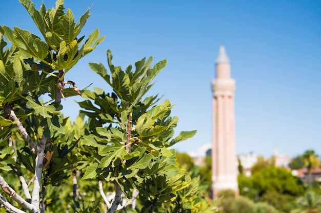 Árbol con higos en primer plano. Minarete de la mezquita al fondo.