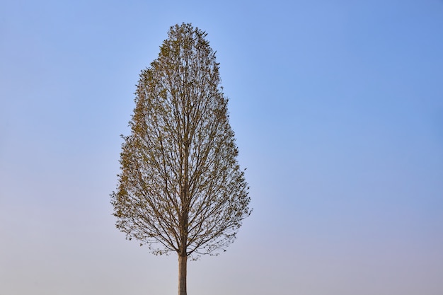 Árbol de hoja caduca delgado y solitario en el cielo azul