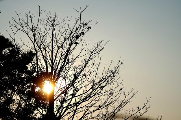 Árbol de hoja caduca con fondo de amanecer