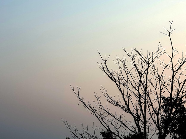 Árbol de hoja caduca con fondo de cielo del amanecer