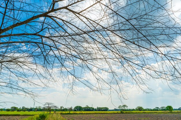 Árbol de hoja caduca Siluetas de troncos y ramas con fondo de cielo azul nublado al atardecer