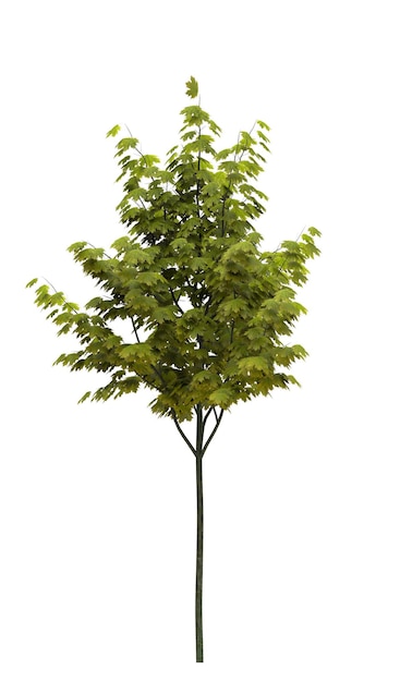 Árbol de hoja caduca sobre un fondo blanco Elemento de jardín aislado Ilustración 3D cg render