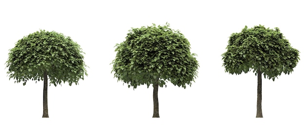 Árbol de hoja caduca sobre un fondo blanco Elemento de jardín aislado Ilustración 3D Render cg