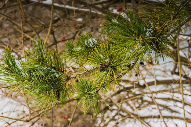 Árbol de hoja perenne bajo la nieve