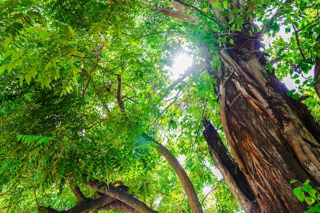 Árbol y hoja verde con fondo borroso.