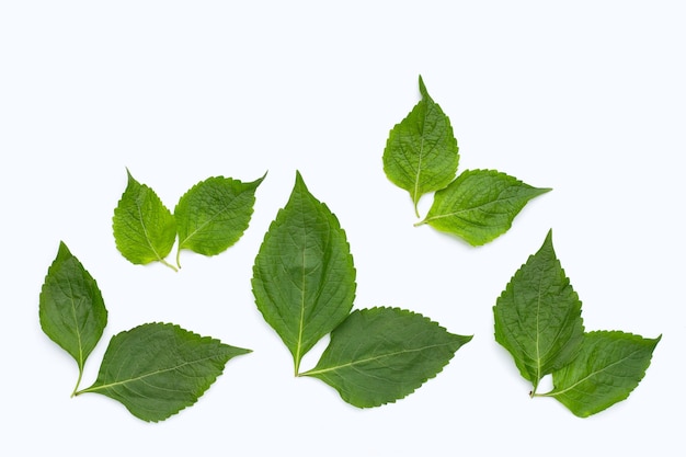 Árbol de hojas de albahaca (Ocimum gratissimum) sobre fondo blanco.