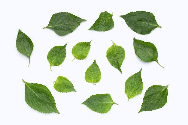 Árbol de hojas de albahaca (Ocimum gratissimum) sobre fondo blanco.