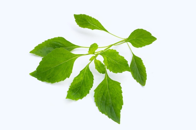 Árbol hojas de albahaca Ocimum gratissimum sobre fondo blanco.