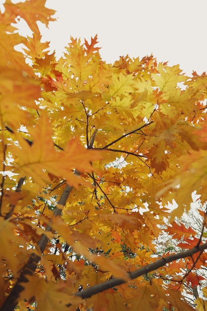 Árbol con hojas amarillas de otoño contra el cielo