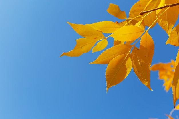 Árbol con hojas amarillas en puesta de sol