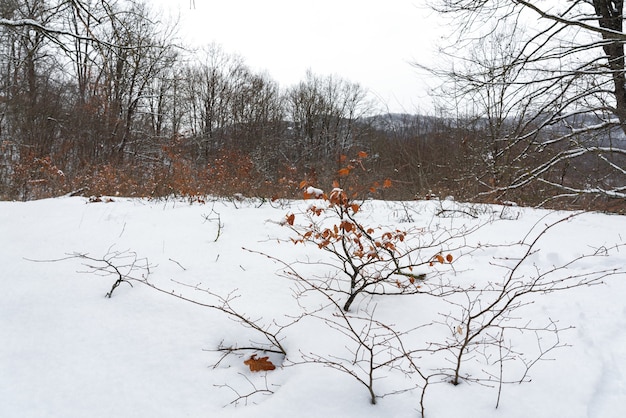 Árbol con hojas amarillas secas en un bosque nevado de invierno