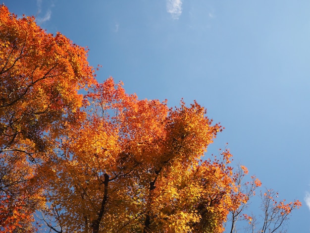 Árbol de hojas de arce rojo sobre cielo azul