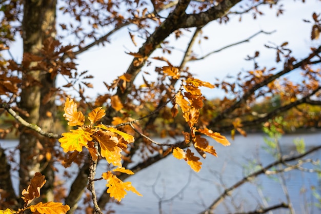 Árbol de hojas caídas con lago borroso