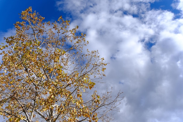 Árbol con hojas cambiantes bajo un cielo azul con nubes