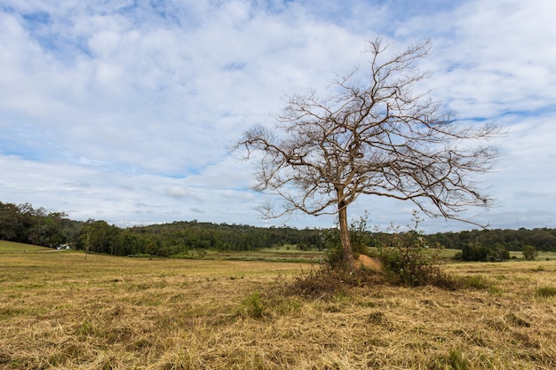 Árbol sin hojas en un campo