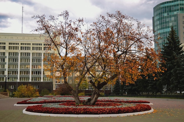 Árbol con hojas de naranja en la ciudad contra el fondo de los edificios