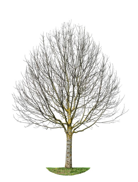 Árbol sin hojas. Objeto de la naturaleza aislado