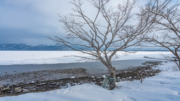 Árbol sin hojas en el paisaje de invierno