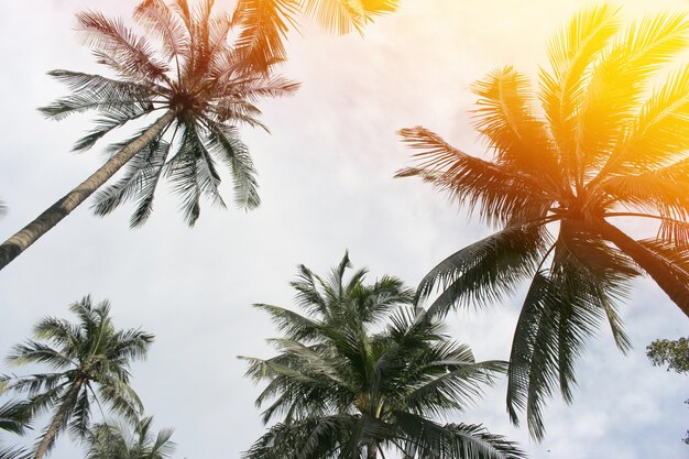 Árbol de hojas de palma de coco tropical para el fondo de verano