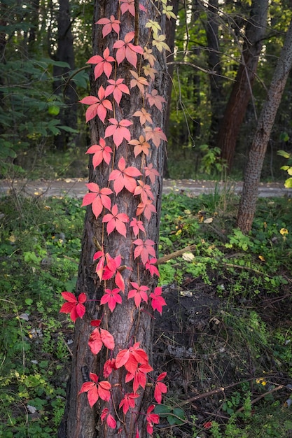 Árbol con hojas rojas en el bosque en otoño