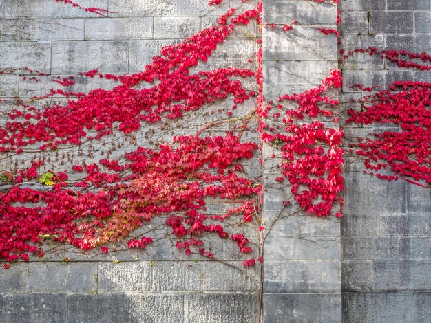 Árbol de hojas rojas en la pared