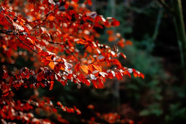 Árbol con hojas rojas en un parque