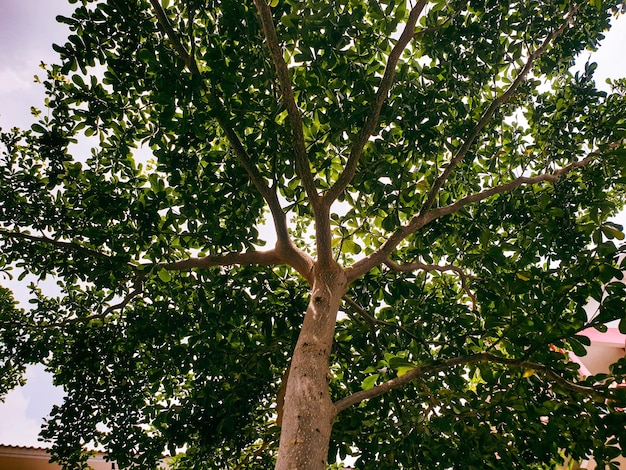 Árbol de hojas verdes en el jardín