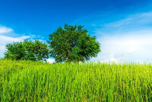 Árbol de hojas verdes con un prado Rastrojo de arroz quemado en un campo de arroz después de la cosecha con agricultura en el país con nubes esponjosas cielo azul luz de fondo