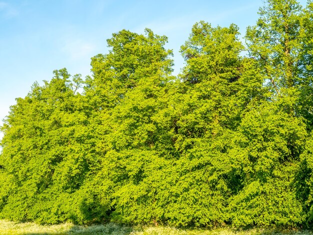 Árbol de hojas verdes