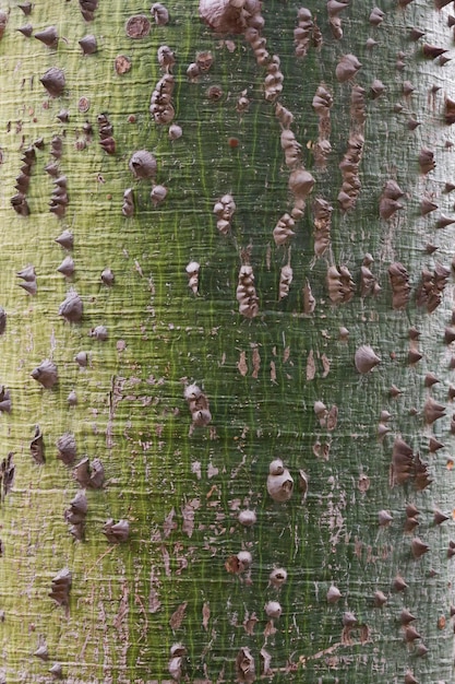 Árbol de Horiziya con espinas en el tronco.