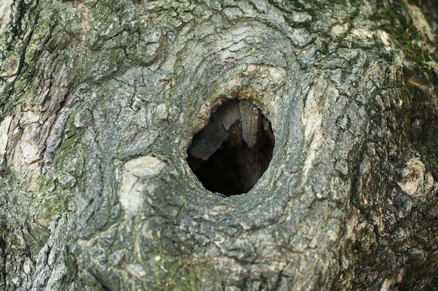 Árbol hueco primer plano