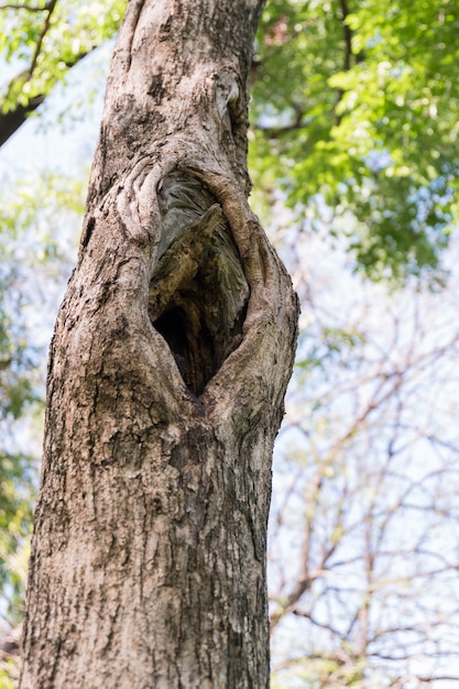 Árbol hueco