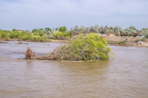 Árbol hundido en un río de montaña en primavera