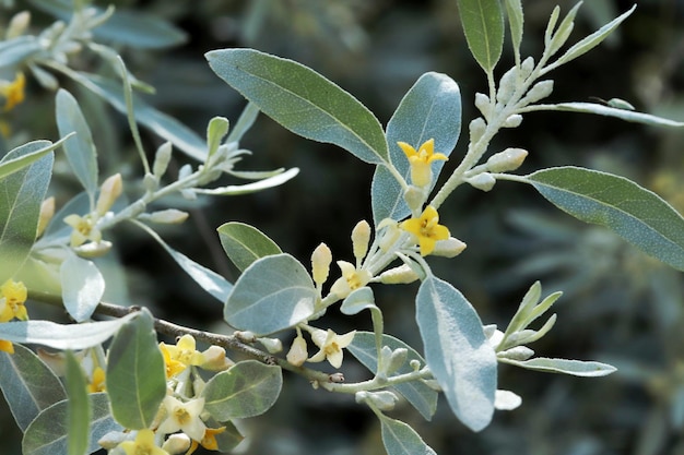 Árbol de Igde con hojas y flores Elaeagnus