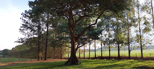 Árbol iluminado por el sol en el campo