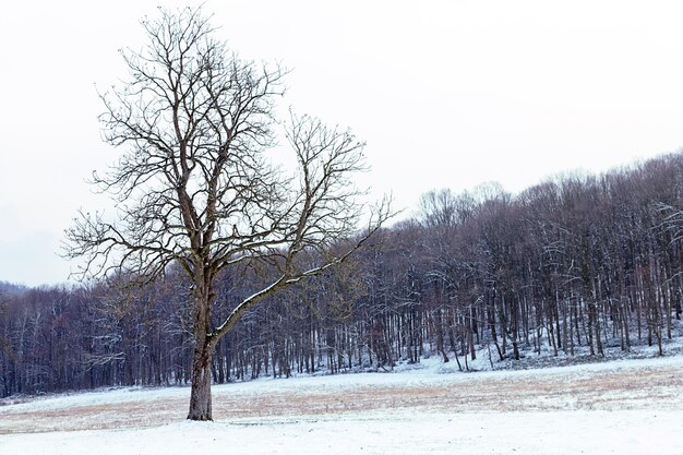 Árbol independiente en invierno