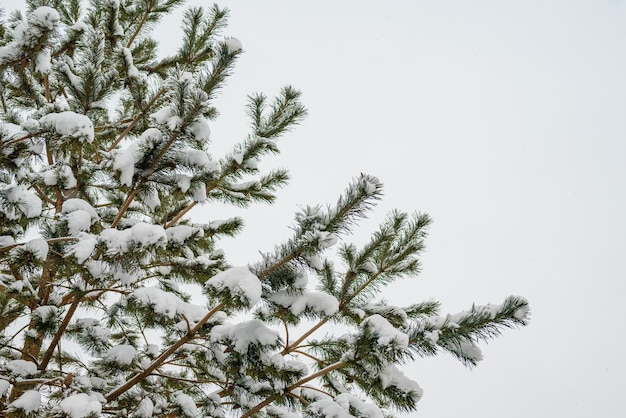 Árbol de invierno cubierto de nieve como fondo Cerrar