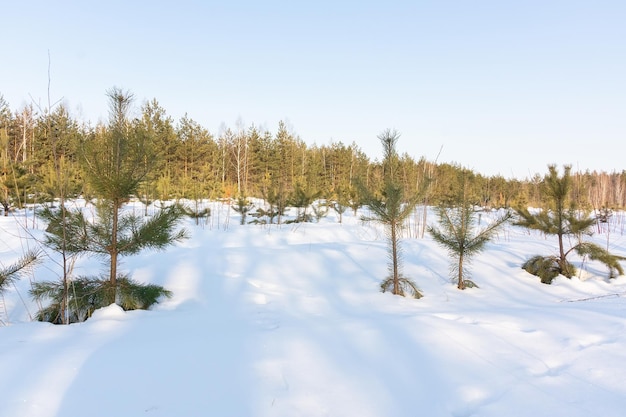 Árbol de invierno cubierto de nieve parado solo en un campo congelado