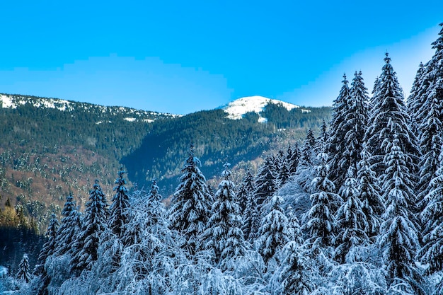 ÁRBOL DE INVIERNO montañas en el fondo