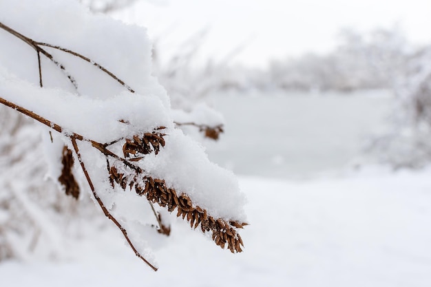 Árbol de invierno en la nieve nevadas exuberante capa de nieve