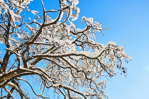 Árbol de invierno en la nieve sobre fondo de cielo azul. Árboles cubiertos de nieve.