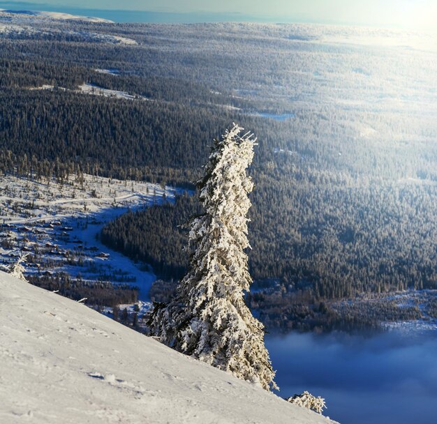 Árbol del invierno