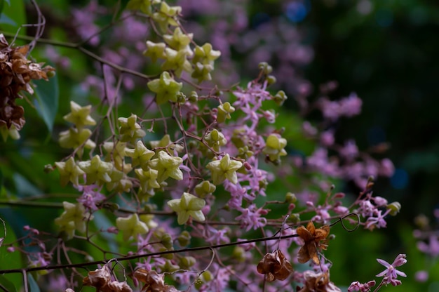 Árbol invitado de Tahongai Kleinhovia hospita conocido como Katimaha Timoho Java Indonesia semillas de flores rosas