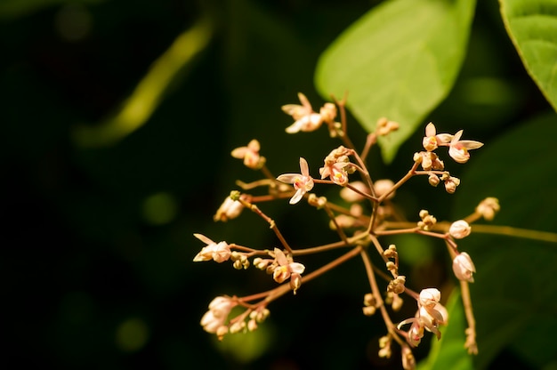 Árbol invitado Tahongai Kleinhovia hospita conocido como Timoho Java Indonesia flores y una abeja Foco superficial